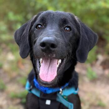 Rescue Black Labrador Retriever Dogs for Adoption in Little Rock, Arkansas - Pepper | PetCurious