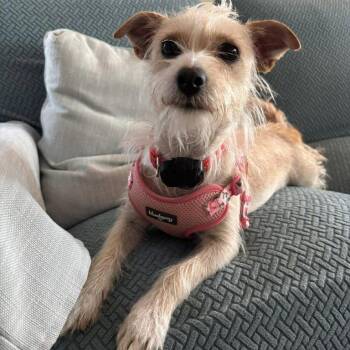 Lainey -  Jack Russell Terrier Dog for Adoption in Hillsborough, North Carolina - Lainey | PetCurious