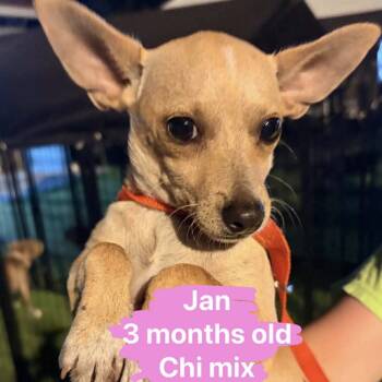 Rescue Chihuahua Dogs for Adoption in Tampa, Florida - Jan | PetCurious