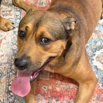 Sawyer -  Black Mouth Cur and Hound Dog for Adoption in Humble, Texas - Sawyer | PetCurious