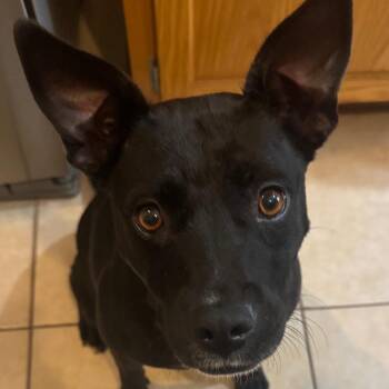 Chloe -  Mixed Breed Dog for Adoption in Enterprise, Alabama - Chloe | PetCurious