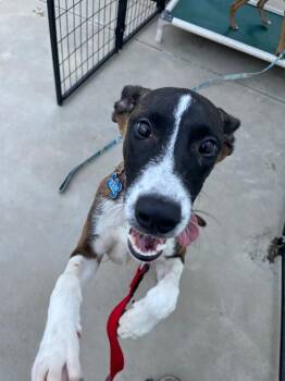 Google -  Mixed Breed Dog for Adoption in Fort Collins, Colorado - Google | PetCurious