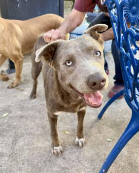Blue Lacy Dogs Available for Adoption - Pearl | PetCurious
