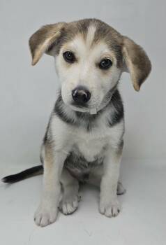Husky and Terrier Dogs Available for Adoption in New York, New York - Proud (foster Needed) | PetCurious