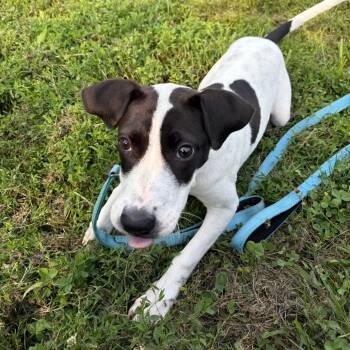 Alise -  Terrier and Mixed Breed Dog for Adoption in Wilmington, Delaware - Alise | PetCurious