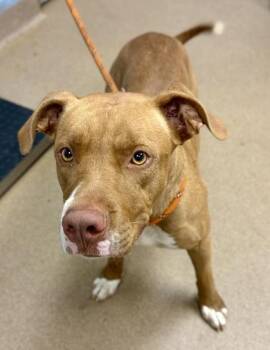 Gemstone -  Mixed Breed Dog for Adoption in Chamblee, Georgia - Gemstone | PetCurious