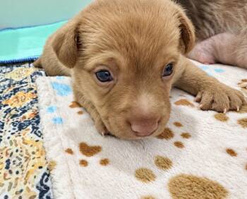 Colby -  Mixed Breed Dog for Adoption in Copiague, New York - Colby | PetCurious