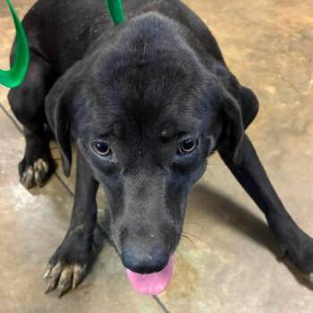 Edna -  Black Labrador Retriever Dog for Adoption in Enterprise, Alabama - Edna | PetCurious