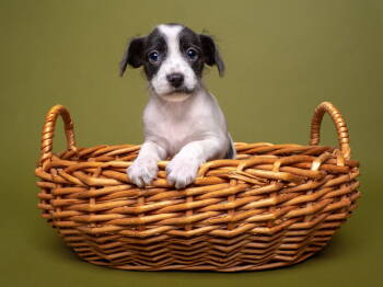 Rescue Parson Russell Terrier and Poodle Dogs for Adoption in Palo Alto, California - Apple: Lucy Go | PetCurious