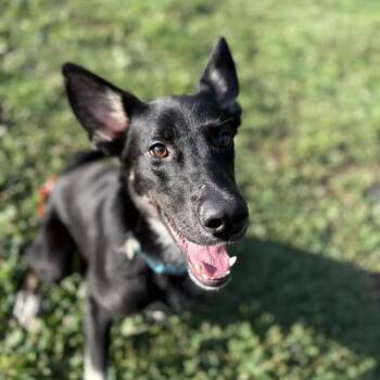 Taka -  German Shepherd Dog Dog for Adoption in Chuckey, Tennessee - Taka | PetCurious