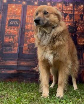 Lassie -  Border Collie Dog for Adoption in Campbellsville, Kentucky - Lassie | PetCurious