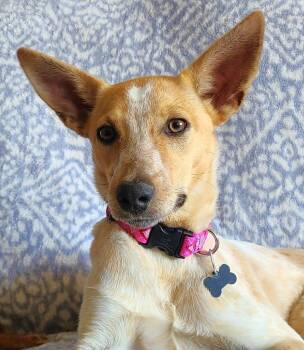 Rescue Australian Cattle Dog Blue Heeler Dogs for Adoption in Lisbon, Iowa - Roux | PetCurious