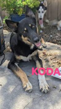Koda -  Husky Dog for Adoption in Thornton, Colorado - Koda | PetCurious