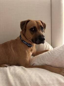 Mixed Breed Dogs Available for Adoption in Chamblee, Georgia - Maude | PetCurious