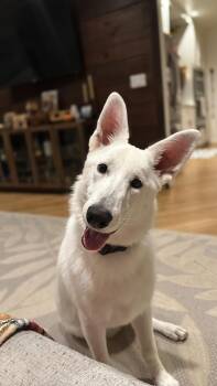 Rescue German Shepherd Dog Dogs for Adoption in Angleton, Texas - Blanca | PetCurious