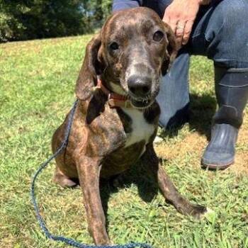 Plott Hound Dogs Available for Adoption - Girlie | PetCurious