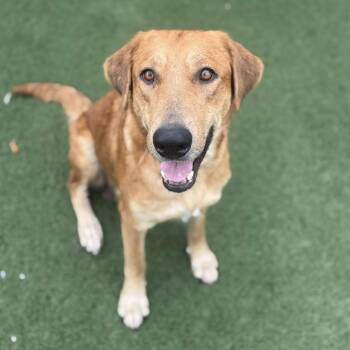 Hound and Labrador Retriever Dogs Available for Adoption in Palm Harbor, Florida - Nellie | PetCurious