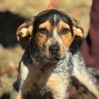 Australian Shepherd Dogs Available for Adoption - Darby | PetCurious