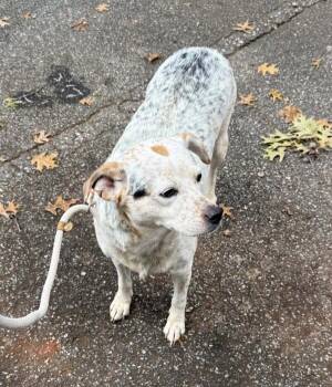 Nc 7 -  Australian Cattle Dog Blue Heeler Dog for Adoption in Lawrenceville, Georgia - Nc 7 | PetCurious