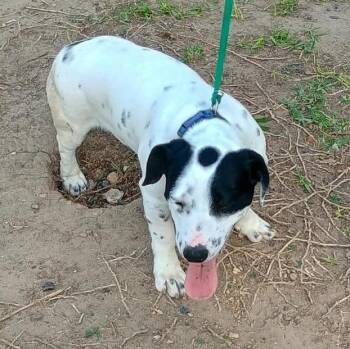 Mixed Breed Dogs Available for Adoption in Paramus, New Jersey - Sixto | PetCurious