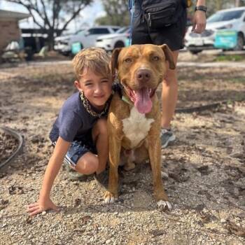 American Staffordshire Terrier and Pit Bull Terrier Dogs Available for Adoption in Friendswood, Texas - Kayne Lovely | PetCurious