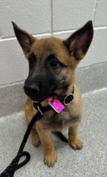 Belgian Shepherd Malinois Dogs Available for Adoption - FAITH | PetCurious