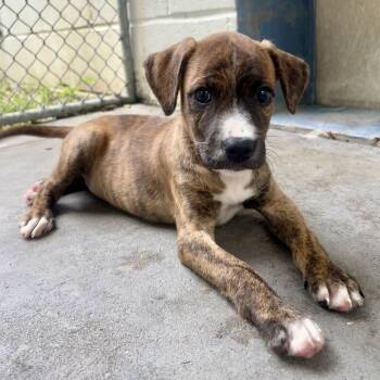 Pearl -  Mixed Breed Dog for Adoption in Waynesburg, Pennsylvania - Pearl | PetCurious