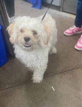 DEX -  Mixed Breed Dog for Adoption in Dallas, Texas - DEX | PetCurious