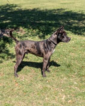 Gunner -  Catahoula Leopard Dog Dog for Adoption in Dalworthington Gardens, Texas - Gunner | PetCurious