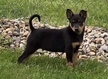 Australian Cattle Dog Blue Heeler Dogs Available for Adoption in South Bend, Indiana - Fonzie | PetCurious