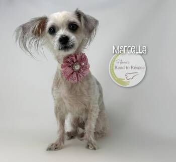 Marcella -  Chinese Crested Dog and Maltese Dog for Adoption in Benton, Louisiana - Marcella | PetCurious