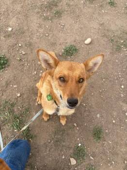 Mixed Breed Dogs Available for Adoption in Fort Collins, Colorado - Darla | PetCurious