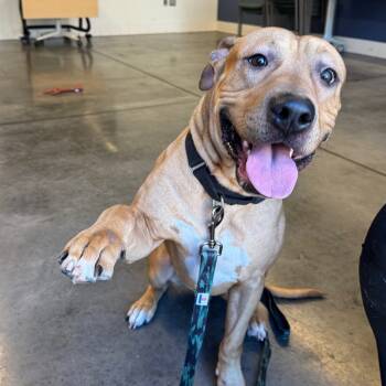 Rescue Mixed Breed Dogs for Adoption in Pittsburgh, Pennsylvania - Satchel | PetCurious