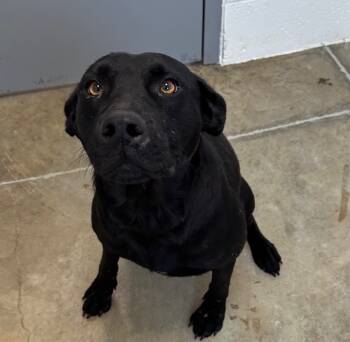 Rescue Mixed Breed Dogs for Adoption in Lake City, Arkansas - Cher | PetCurious