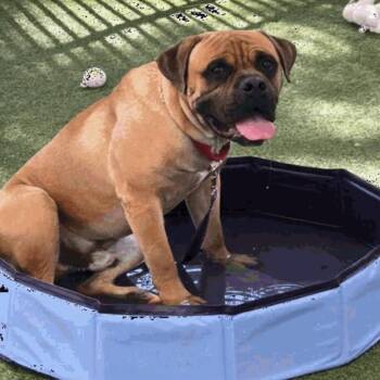 Otis -  Bullmastiff Dog for Adoption in Las Vegas, Nevada - Otis | PetCurious