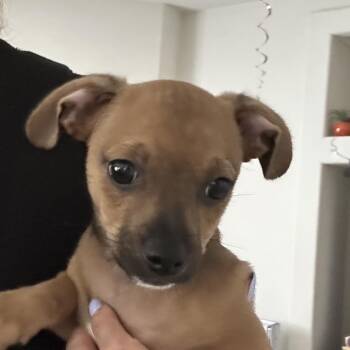 Brownie -  Chihuahua and Mixed Breed Dog for Adoption in Sacramento, California - Brownie | PetCurious