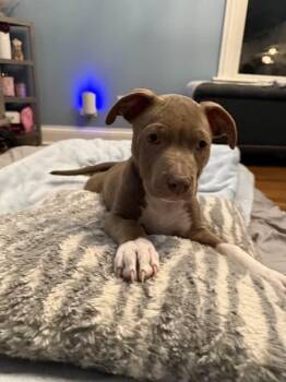 Titus -  Pit Bull Terrier Dog Available for Adoption in Crete, Illinois - Titus | PetCurious