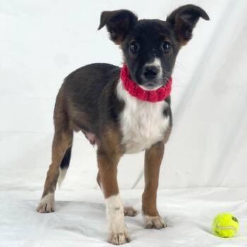 Wilson - Local November 6-8 -  Labrador Retriever Dog for Adoption in Brookshire, Texas - Wilson - Local November 6-8 | PetCurious