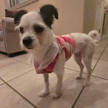 Paris -  Terrier Dog for Adoption in Harlingen, Texas - Paris | PetCurious