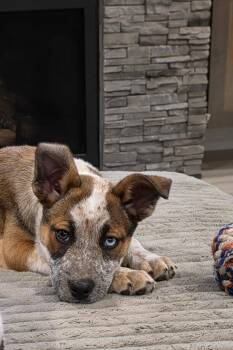 Australian Cattle Dog Blue Heeler Dogs Available for Adoption in Bend, Oregon - Sedona  | PetCurious