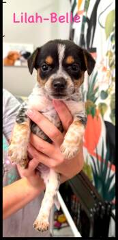 Lilah-Belle -  Jack Russell Terrier Dog for Adoption in Semmes, Alabama - Lilah-Belle | PetCurious