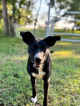 Rescue Labrador Retriever and Cattle Dog Dogs for Adoption in Valley Park, Oklahoma - Poppy | PetCurious