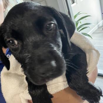 Bluey -  Labrador Retriever and Mixed Breed Dog for Adoption in Richmond Hill, Georgia - Bluey | PetCurious