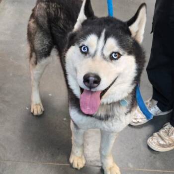 Siberian Husky Dogs Available for Adoption in Idaho Falls, Idaho - BC-Stray (Ralph) | PetCurious