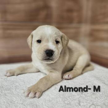 Labrador Retriever and Golden Retriever Dogs Available for Adoption in Griswold, Connecticut - Almond | PetCurious