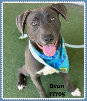 Labrador Retriever and Pit Bull Terrier Dogs Available for Adoption - BEAN | PetCurious