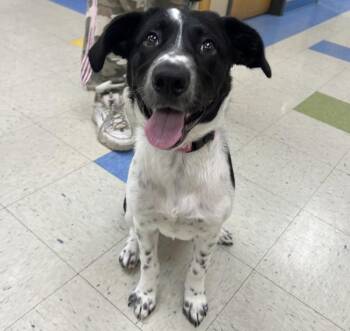 Lola -  Border Collie and Labrador Retriever Dog for Adoption in Sioux City, Iowa - Lola | PetCurious