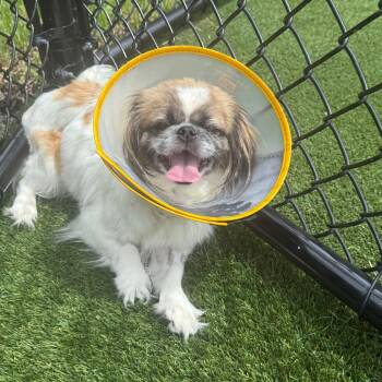 Kelly 0472 -  Pekingese and None Dog for Adoption in Loxahatchee Groves, Florida - Kelly 0472 | PetCurious