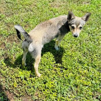 Twinkle -  Chihuahua and Terrier Dog for Adoption in Brownsboro, Alabama - Twinkle | PetCurious