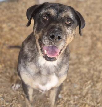 Rescue Catahoula Leopard Dog and Mixed Breed Dogs for Adoption in Albuquerque, New Mexico - SPECKLES | PetCurious